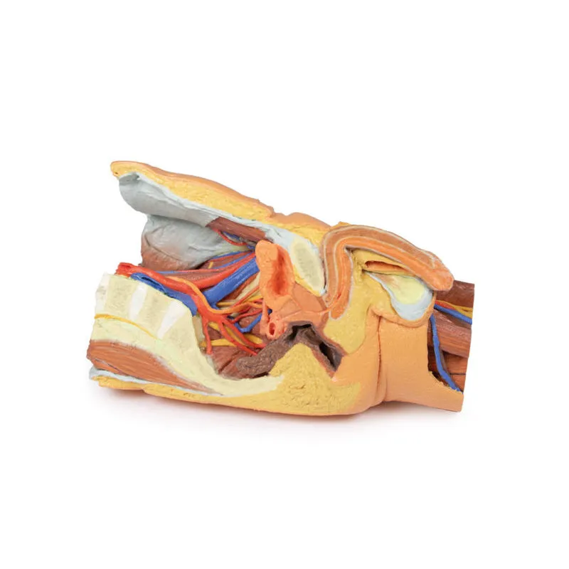 3D Printed Male left pelvis and proximal thigh