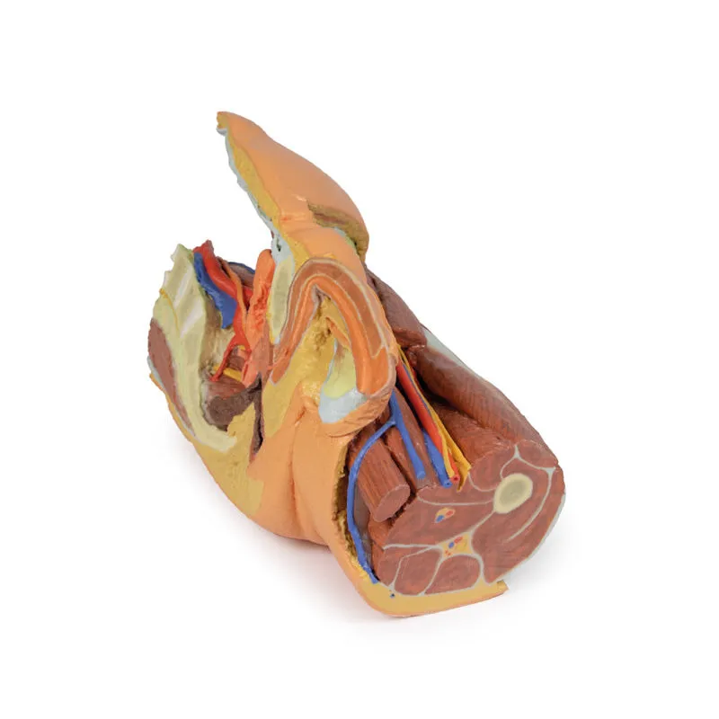 3D Printed Male left pelvis and proximal thigh