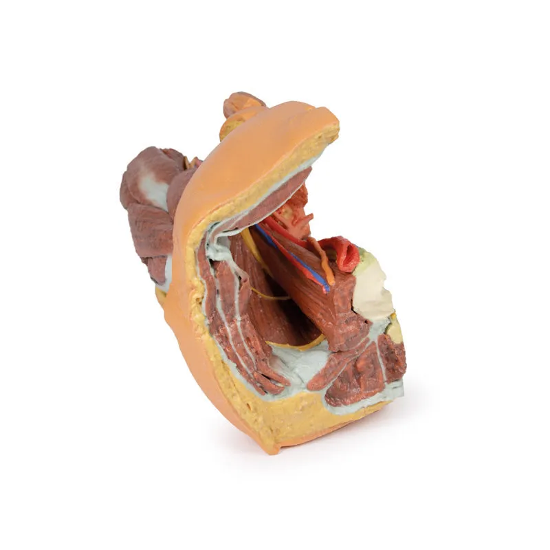 3D Printed Male left pelvis and proximal thigh