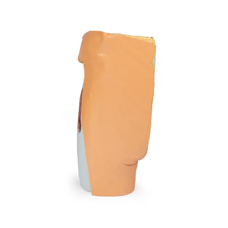 3D Printed Male left pelvis and proximal thigh