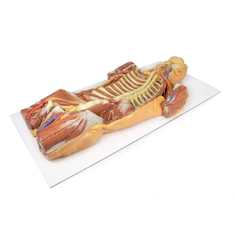 3D Printed Posterior Body Wall - Ventral Deep Dissection
