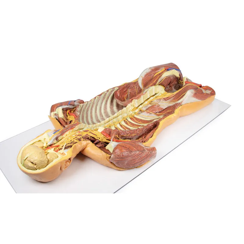 3D Printed Posterior Body Wall - Ventral Deep Dissection