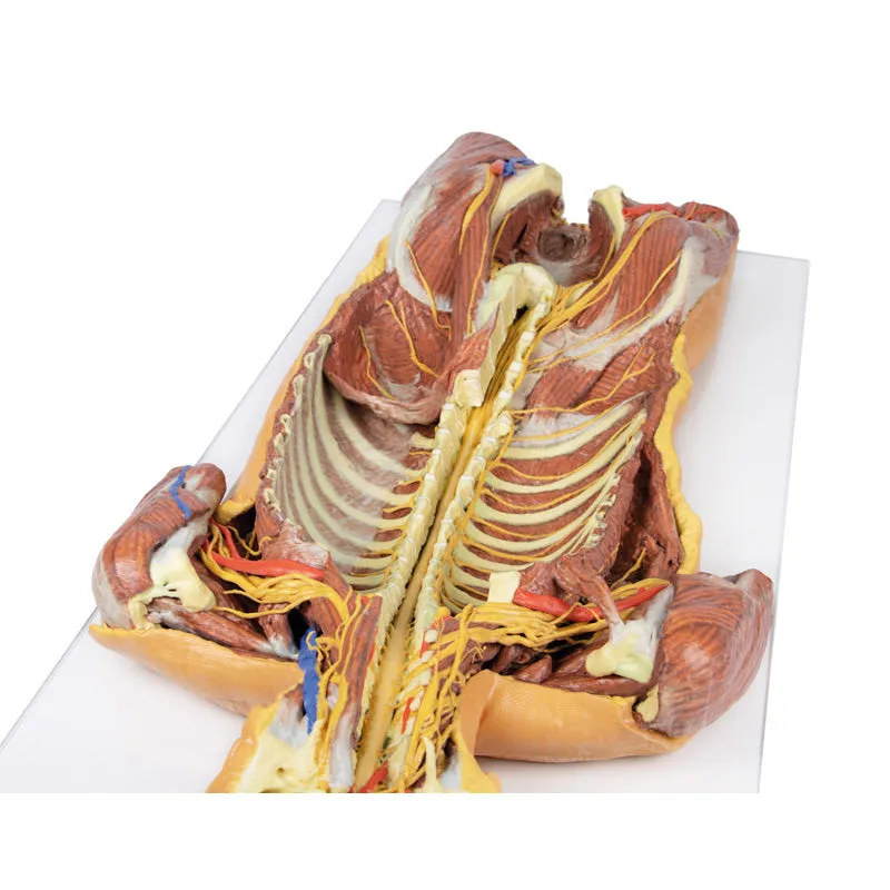 3D Printed Posterior Body Wall - Ventral Deep Dissection