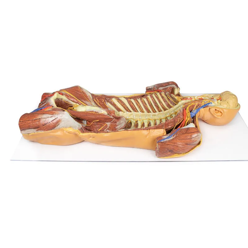 3D Printed Posterior Body Wall - Ventral Deep Dissection