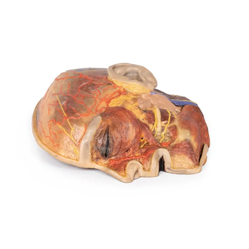 3D Printed Superficial Facial Nerves & Parotid Gland
