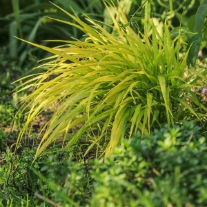 Hakonechloa macra 'Allgold' Grass 2L