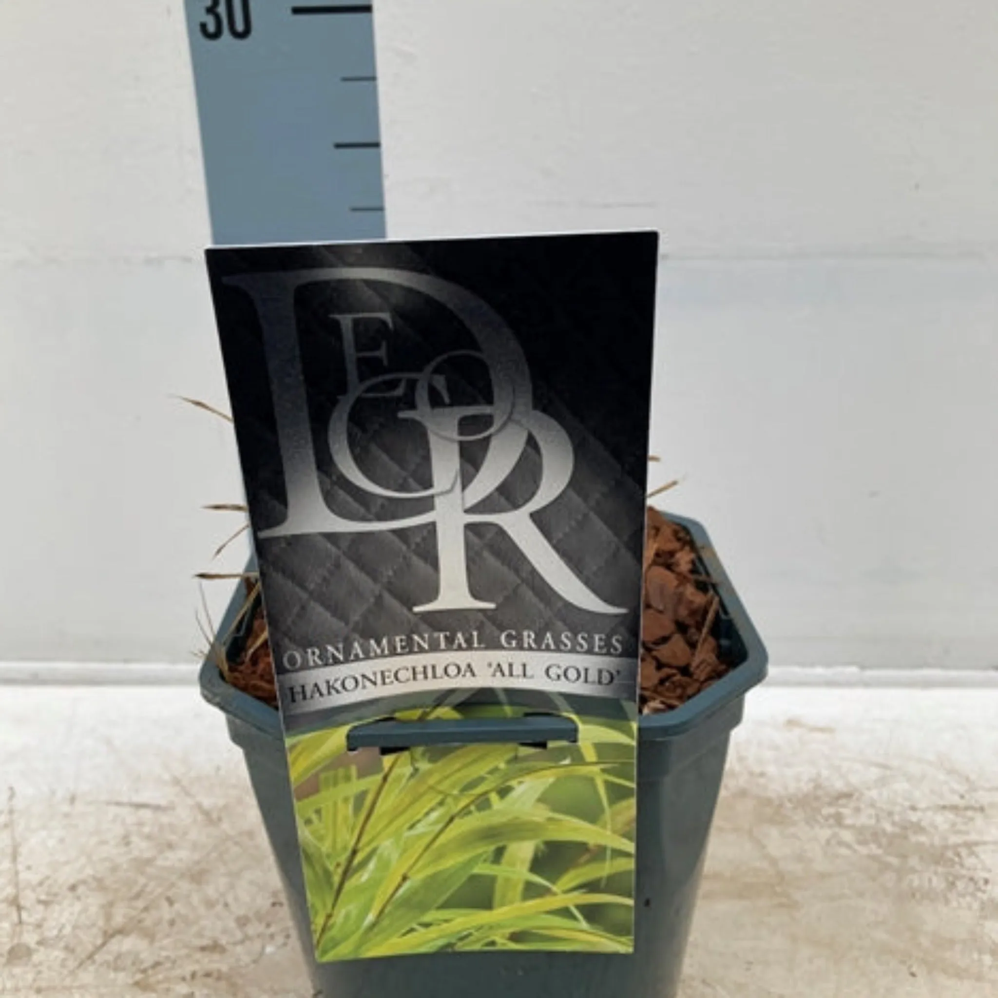 Hakonechloa macra 'Allgold' Grass 2L