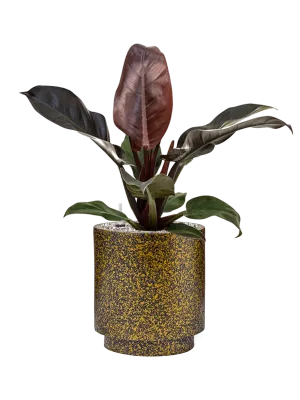 Philodendron `Imperial Red' in Capi Lux Terrazzo Office Plant With Pot 58cm Height 21cm Dia