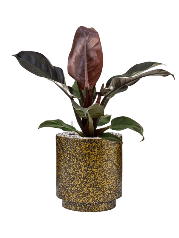 Philodendron `Imperial Red' in Capi Lux Terrazzo Office Plant With Pot 58cm Height 21cm Dia